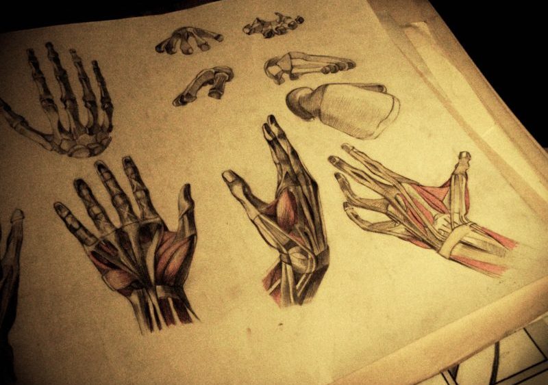 Mariya Boyanova Kunst Menschliche Figur Anatomie Studie - Hand