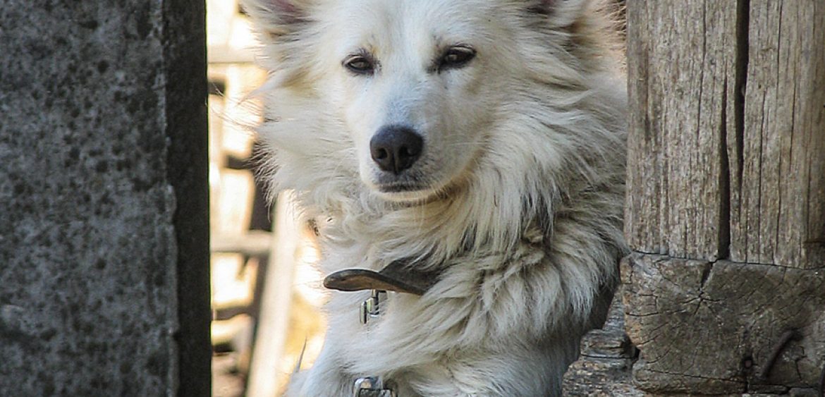 Mariya Boyanova Fotografie Foto-Essay aus einem Balkandorf Portarit Hund